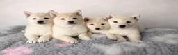 Japanese Shiba Inu dogs for sale: Japanese Shiba Inu Puppies Looking for Family Home - Advert 6