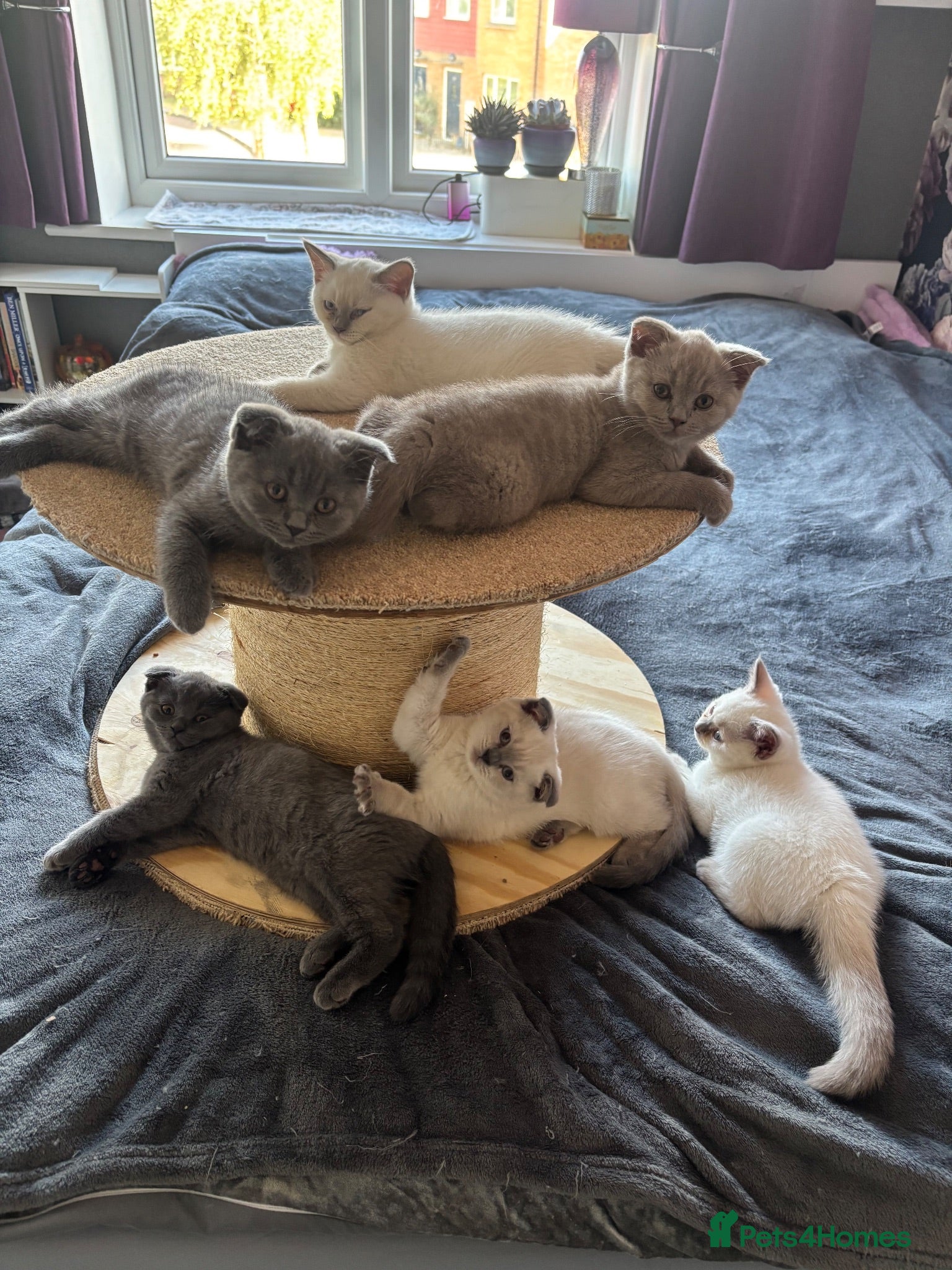 Scottish Fold cats Scottish fold and straight kittens - Advert 5