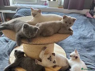 Scottish Fold cats Scottish fold and straight kittens - Advert 5