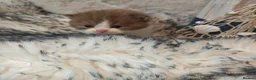 British Longhair cats for sale: Cinnamon & fawn bi colour longhair BLH  - Advert 6