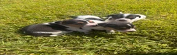 Jack Russell dogs for sale: Jack Russell Puppies For Sale in Launceston - Advert 8