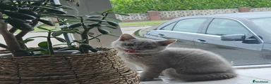 British Shorthair 1