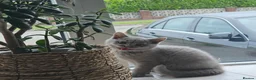 British Shorthair cats for sale: GCCF beauties ready to go. - Advert 23