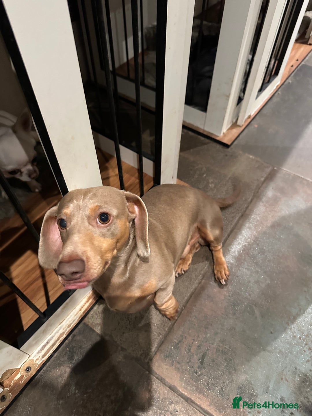 Miniature Dachshund dogs for sale: Isabella Pretty Boy - Advert 9