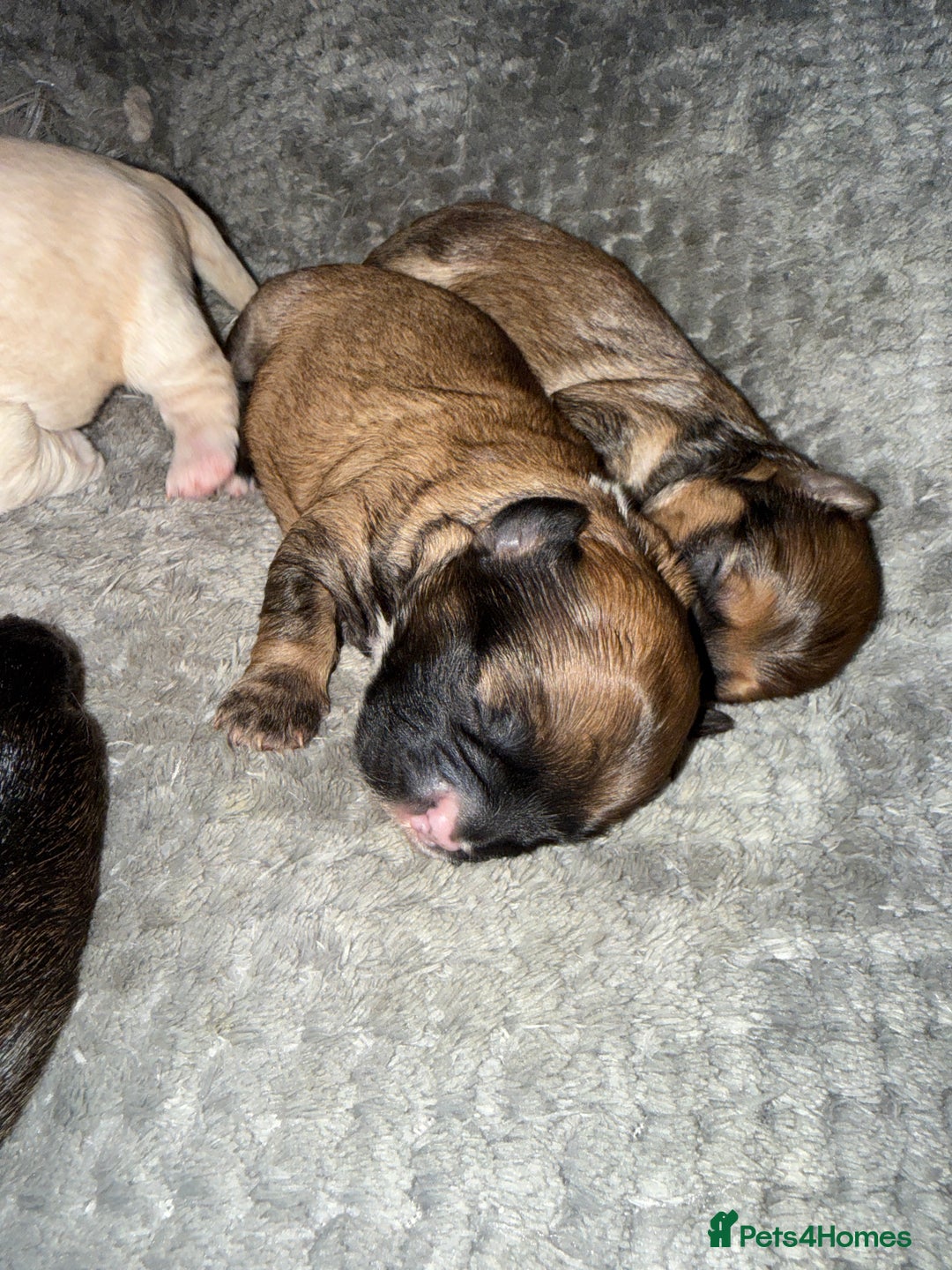 Mixed Breed dogs for sale: Shihpoo mix pups - Advert 5