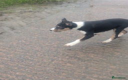 Border Collie dogs for sale: Cracking Working Collie Pups 3 LEFT  - Advert 7