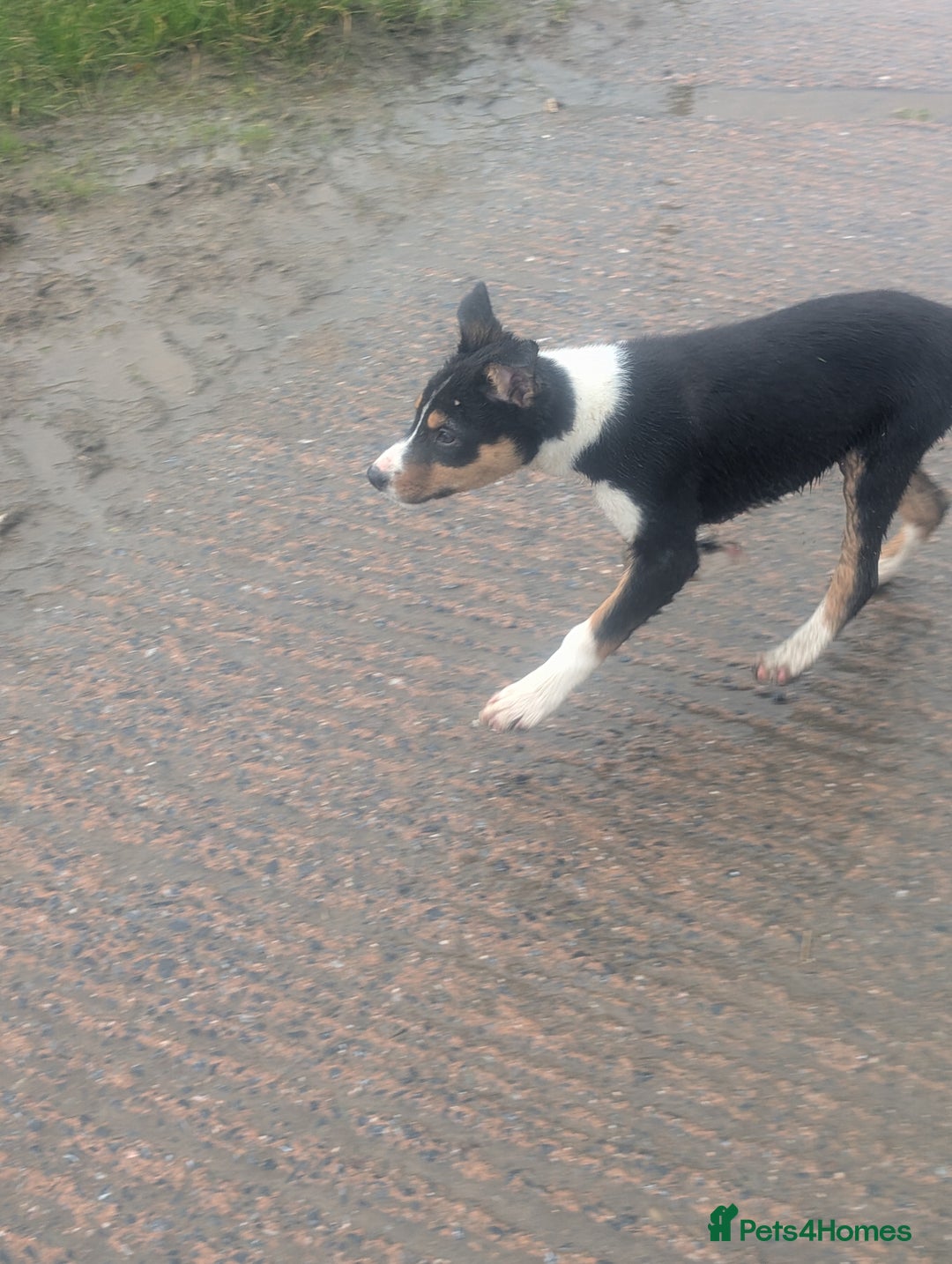 Border Collie dogs for sale: Cracking Working Collie Pups 3 LEFT  - Advert 7