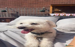 Maltipoo dogs for sale: Beautiful maltipoo left for sale  - Image 6