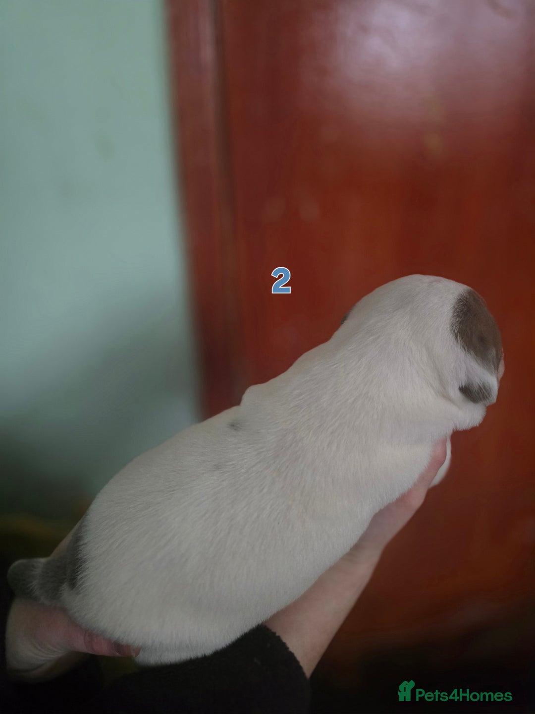 American Bully dogs for sale: Standard American bullys - Advert 13