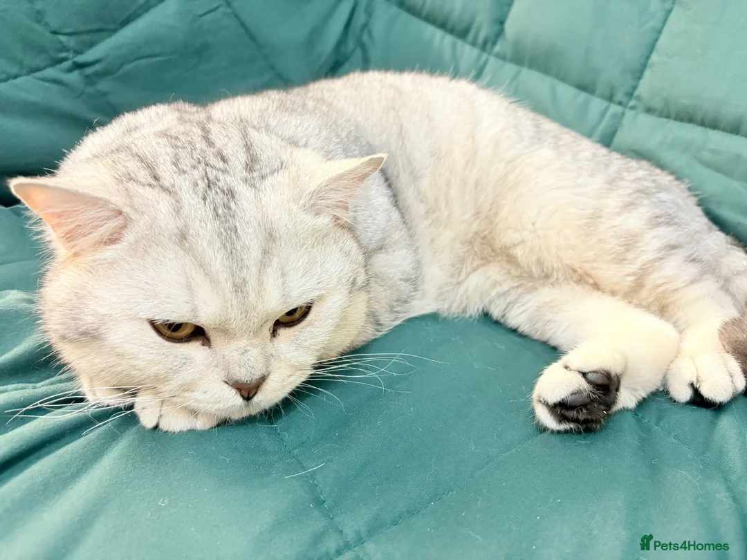 British Shorthair cats for stud: 🌟 British Shorthair Chinchilla GCCF Champion 🌟 - Advert 8