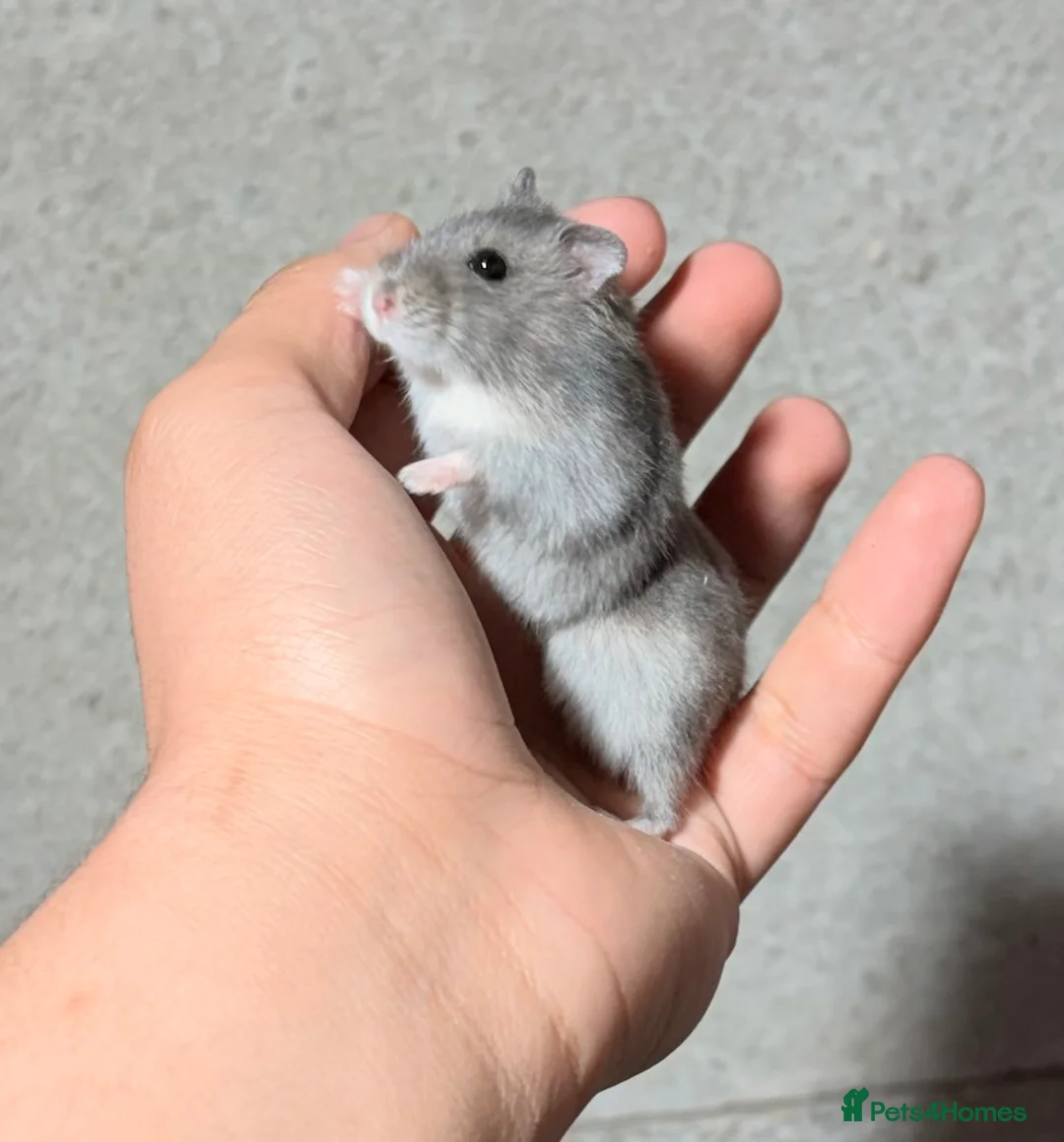 Hamster rodents for sale: STUNNING TAME PEDIGREE & PURE WINTER WHITE DWARFS - Advert 8