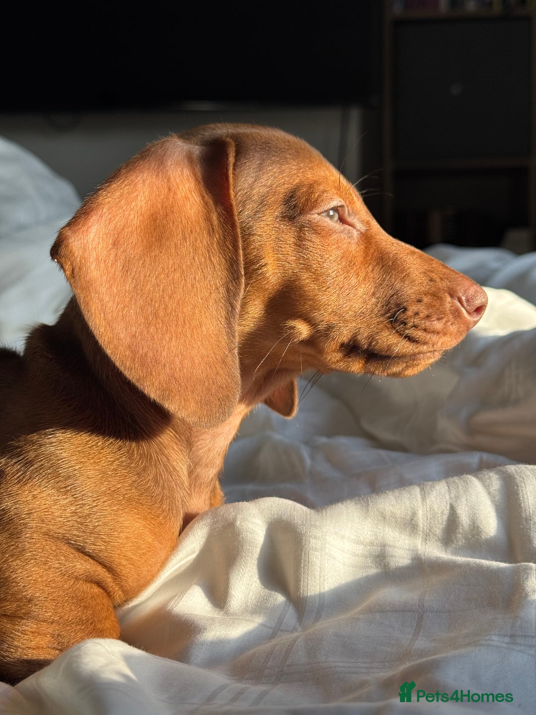 Dachshund dogs for sale: Beautiful puppies of standard dachshund  - Image 13