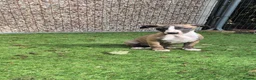 Whippet dogs for sale: ready to leave 2 kc registered whippet pups - Advert 6