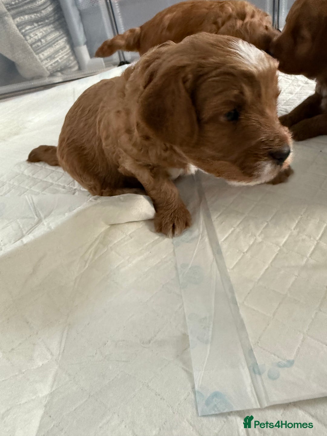 Cockapoo dogs for sale: Championship bloodline F1B toy Cockapoos  - Advert 34