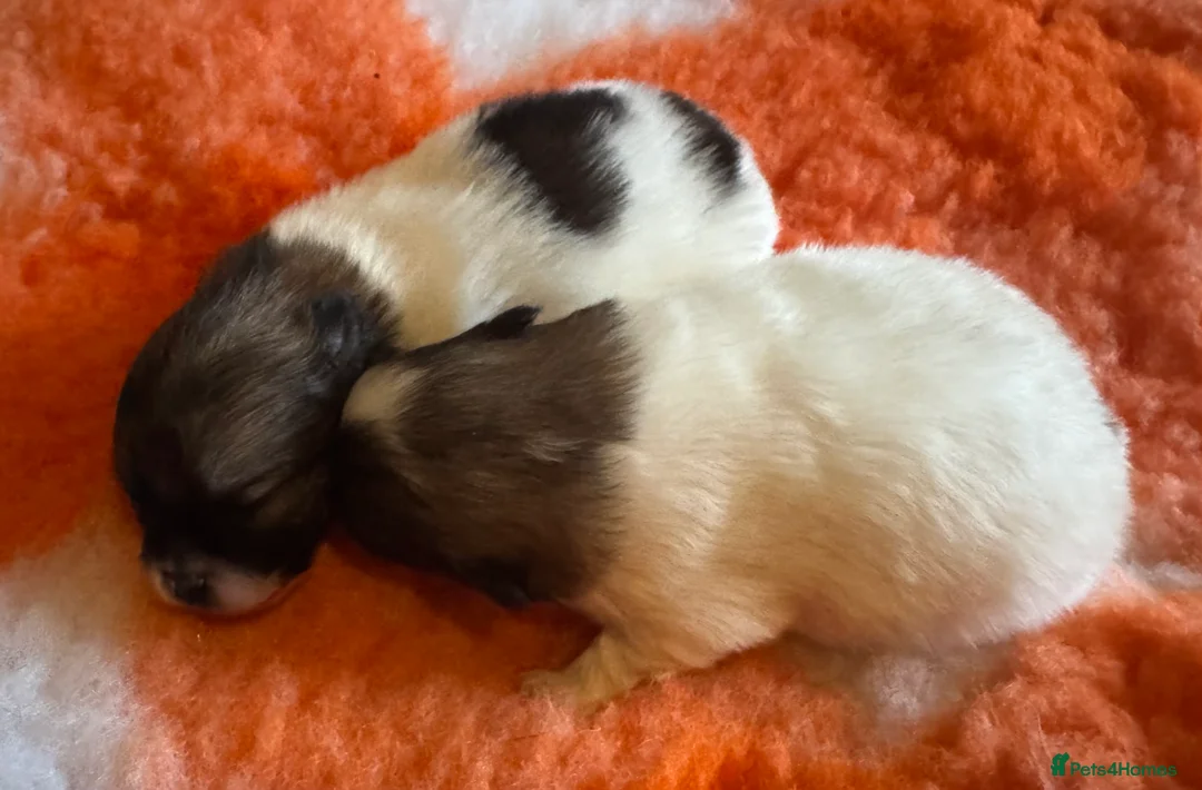 Pomeranian dogs for sale: BEAUTIFUL POMERANIAN GIRLS AVAILABLE  - Advert 8