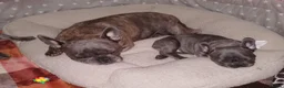 French Bulldog dogs for sale: French Bulldog puppies  - Advert 19