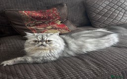 Persian cats for stud: Proven Persian Stud Shelby 💙 - Image 1