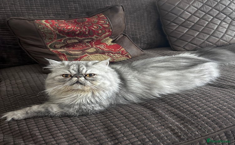 Persian cats - Advert 7
