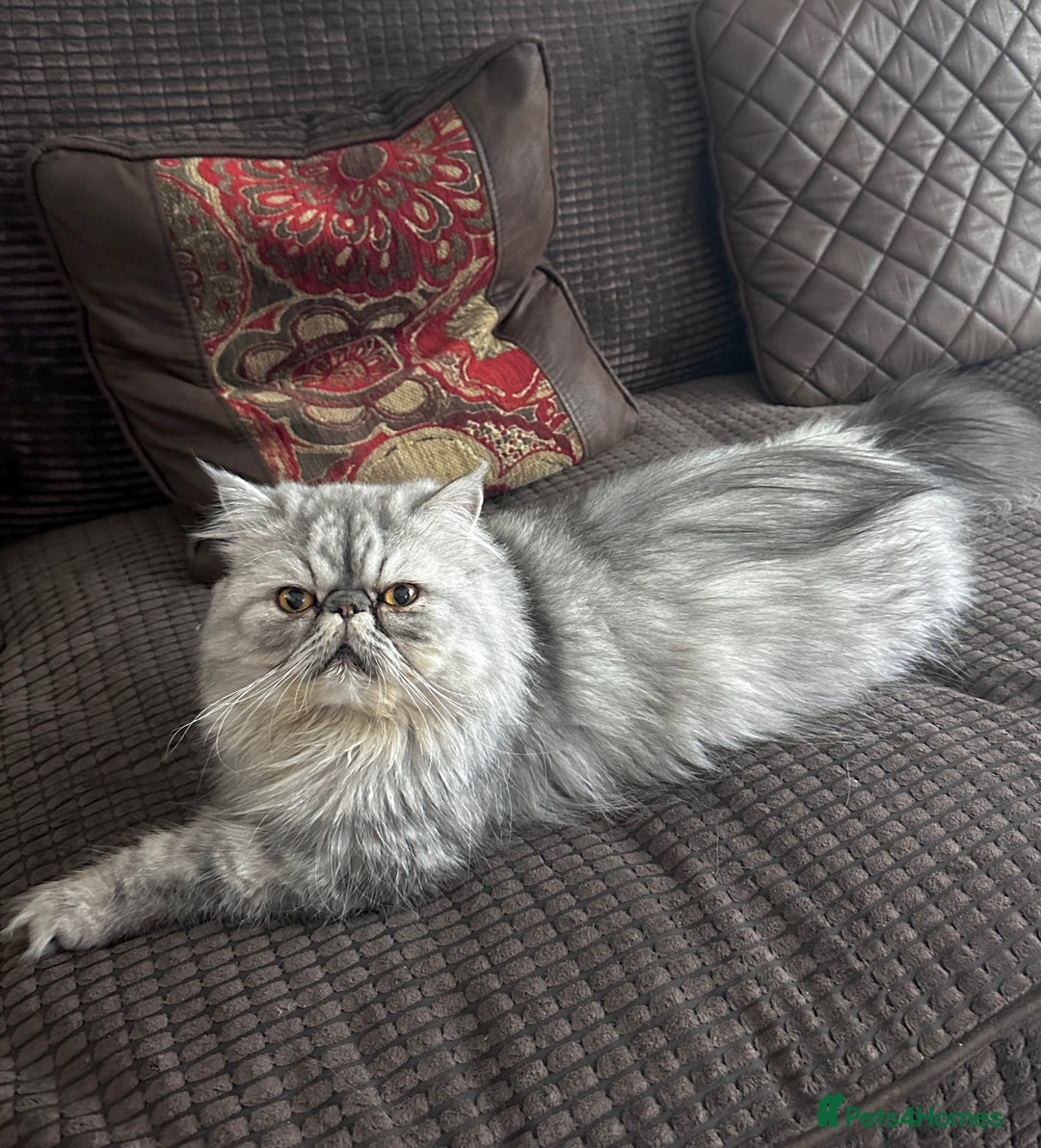 Persian cats for stud: Proven Persian Stud Shelby 💙 - Image 1