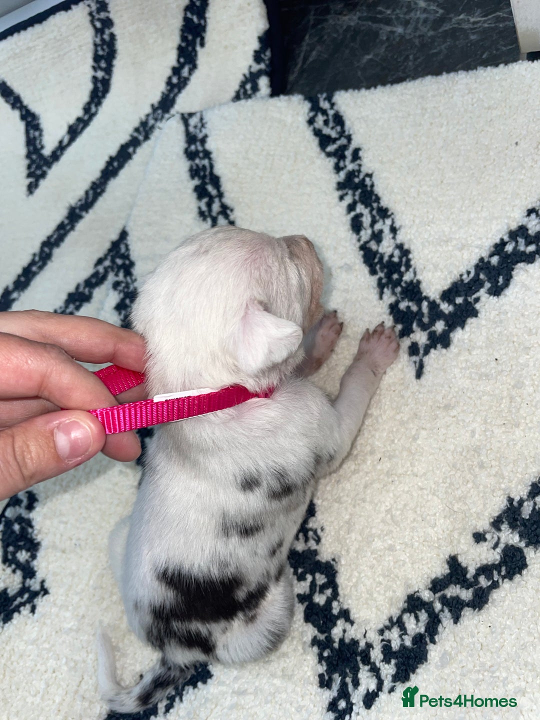 Whippet dogs for sale: Collie X whippet X whippet  - Image 6