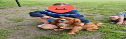 Cavapoo dogs for sale: Beautiful F1 Cavapoo Girls - Advert 16