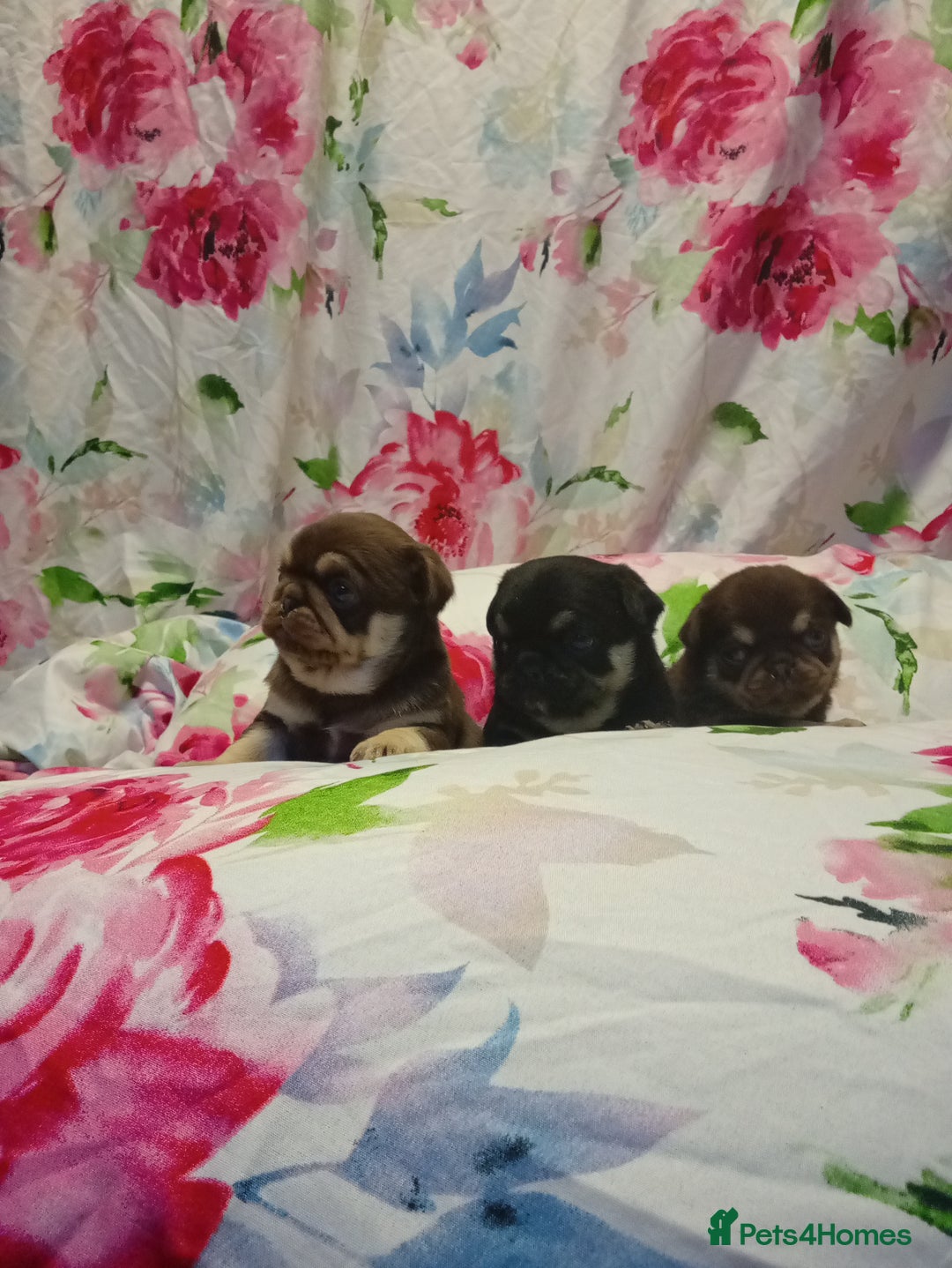 Pug dogs for sale: Pug puppies  - Advert 9