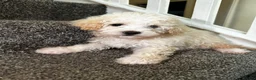 Maltipoo dogs for sale: 7 precious puppies looking for their forever homes - Advert 7