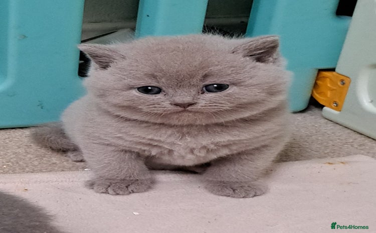British Shorthair cats - Advert 10