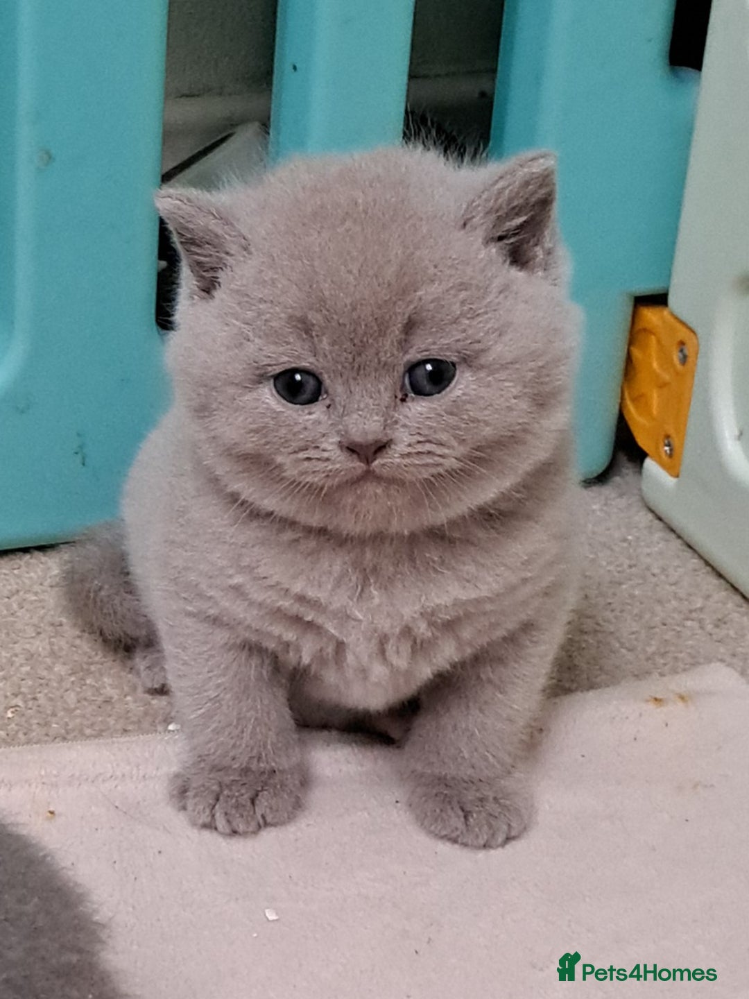 British Shorthair cats for sale: Chunky BSH kittens. PETS ONLY - Image 1