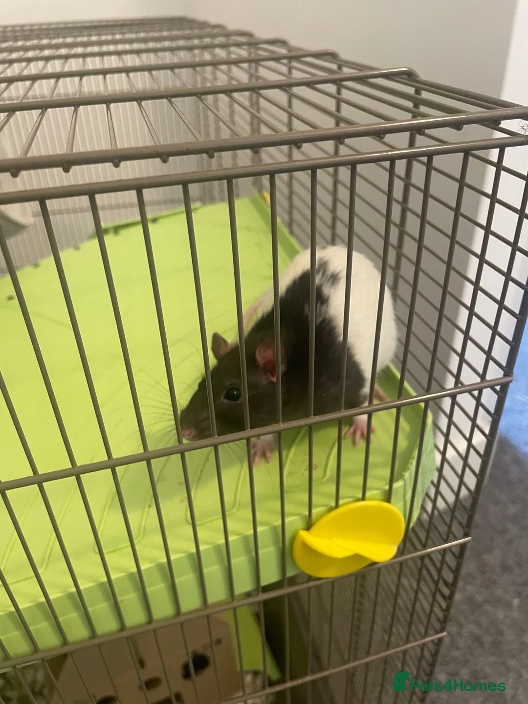 Rat rodents for sale: 2 x male rats - £15 each  in Egham - Advert 2