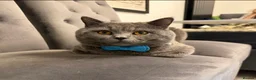 British Shorthair cats for sale: Beautiful British Shorthair Kittens–First Litter🐾 - Advert 2