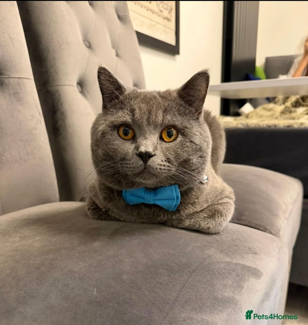 British Shorthair cats for sale: Beautiful British Shorthair Kittens–First Litter🐾 - Advert 2