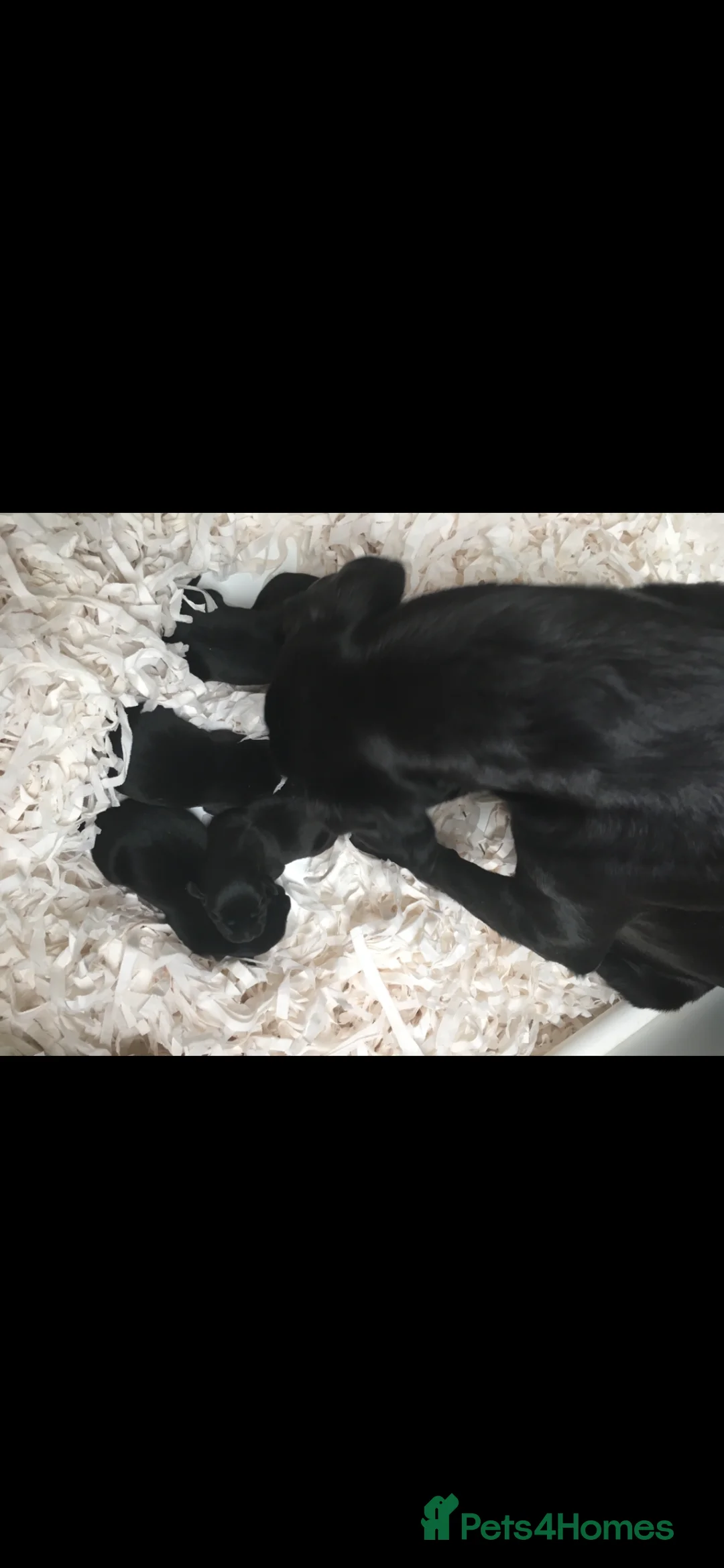 Labrador Retriever dogs for sale:  PEDIGREE FIELD TRIALS, WORKING OR PET PUPPIES  - Advert 8