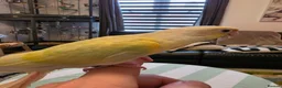 Conures birds for sale: Handreared Tame Conures - Advert 12