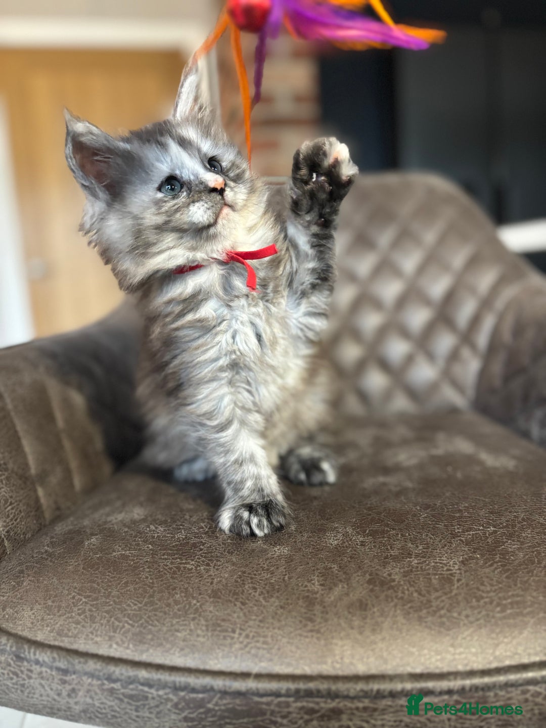 Maine Coon cats for sale: Maine Coon Kittens - Ready early Feb - Advert 22