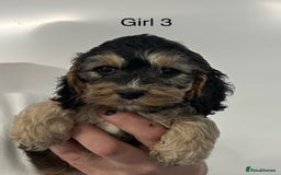 Cockapoo dogs for sale: Stunning Cockapoo Puppies - DNA tested parents - Image 1