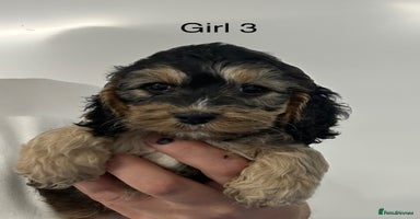 Cockapoo dogs - Advert 7