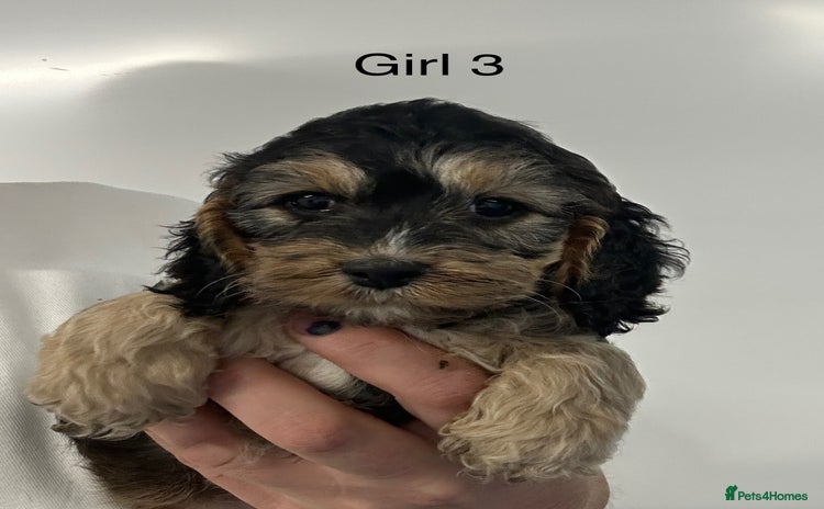 Cockapoo dogs - Advert 3
