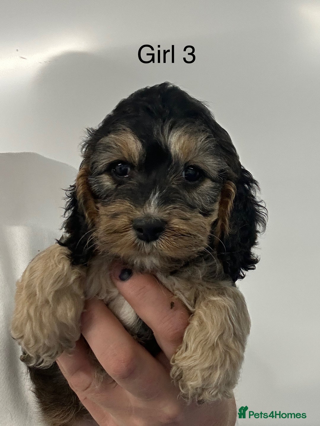 Cockapoo dogs for sale: Stunning Cockapoo Puppies - DNA tested parents - Image 1