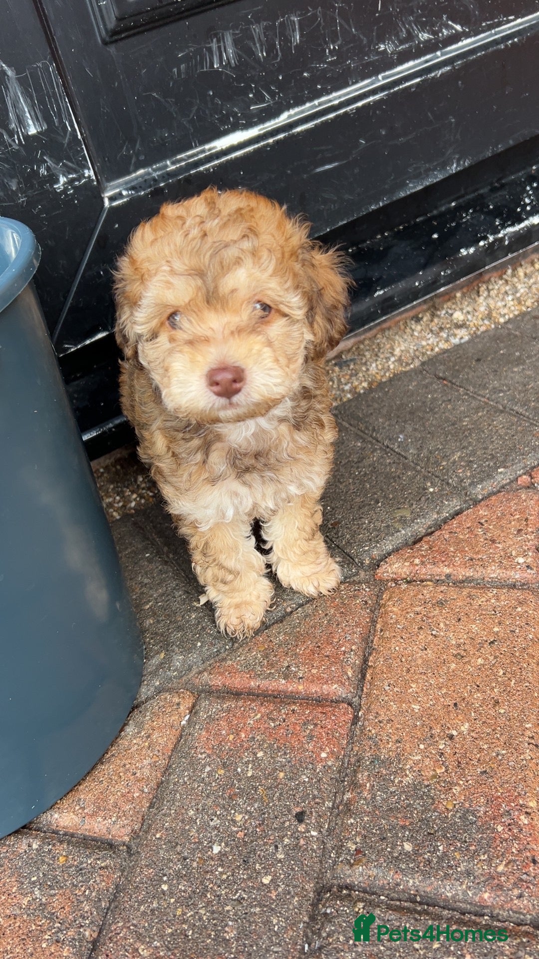 Cockapoo dogs Beautiful cockapoo puppies  ready to leave !  - Advert 6