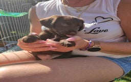 Mixed Breed dogs for sale: Very rare Black Cockerpoo and Chocolate puppies - Image 10