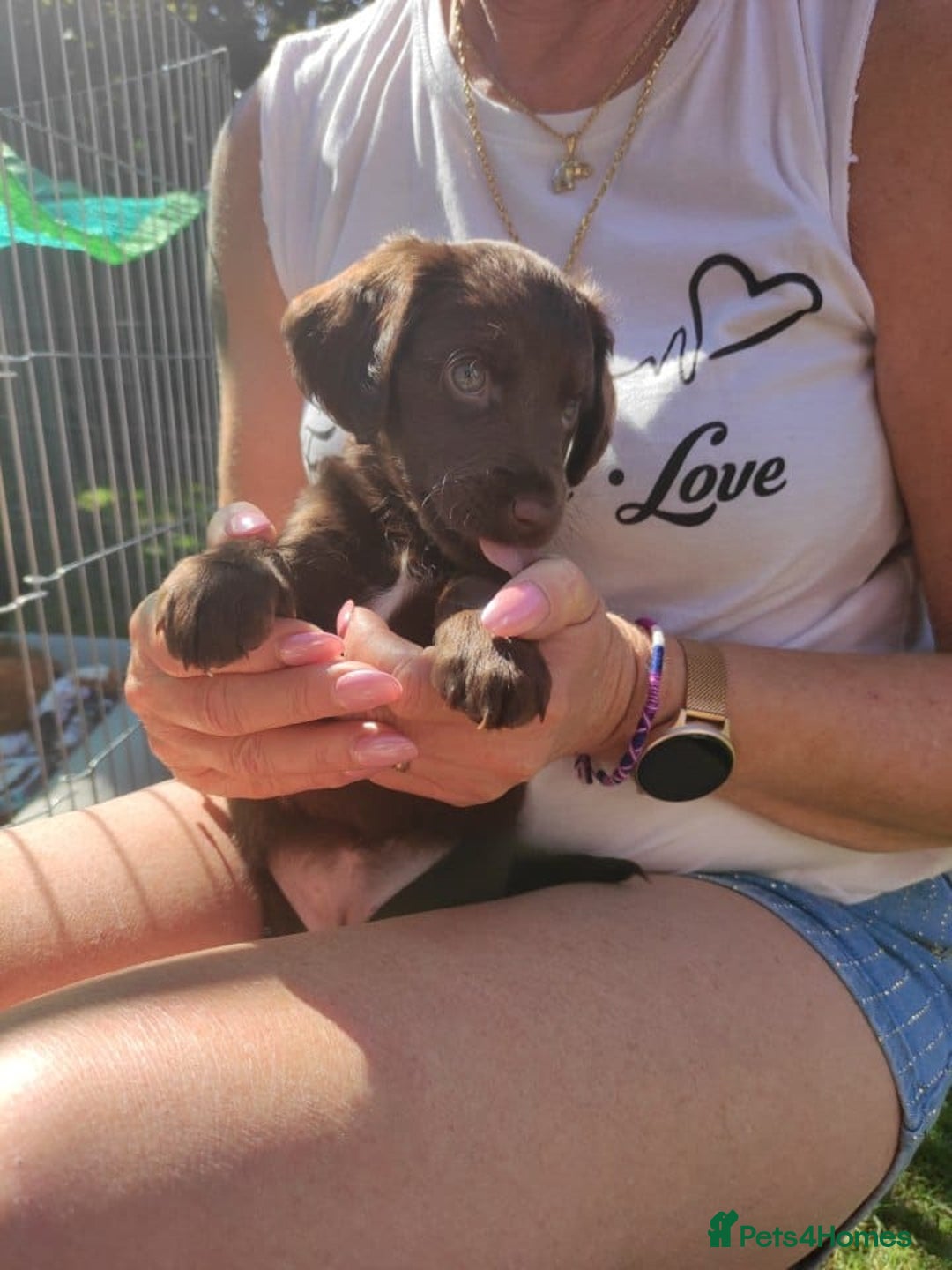 Mixed Breed dogs for sale: Very rare Black Cockerpoo and Chocolate puppies - Image 10