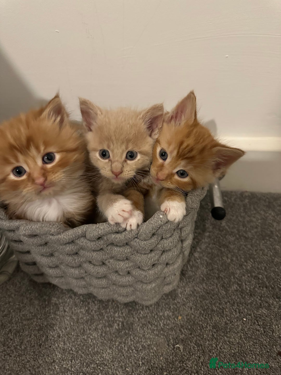 British Shorthair cats for sale: Last 2 boys left !!! - Advert 10