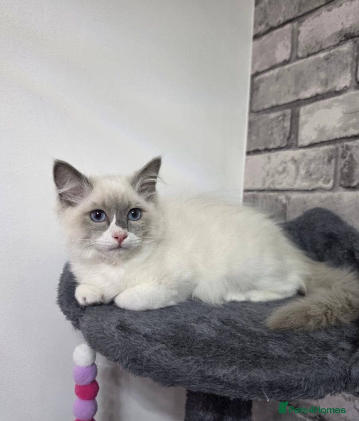 Ragdoll cats Bi colour ragdoll kitten  - Advert 4