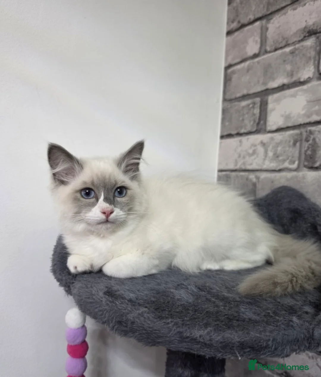 Ragdoll cats for sale: Bi colour ragdoll kitten  - Advert 1