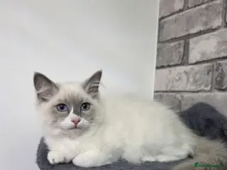 Ragdoll cats Bi colour ragdoll kitten - Advert 2
