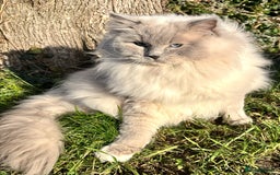 Ragdoll cats for stud: GCCF/TICA Ragdoll Stud available for mating TESTED - Image 1