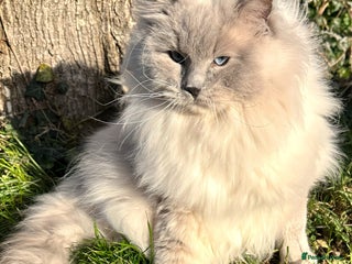 Ragdoll cats - Advert 5