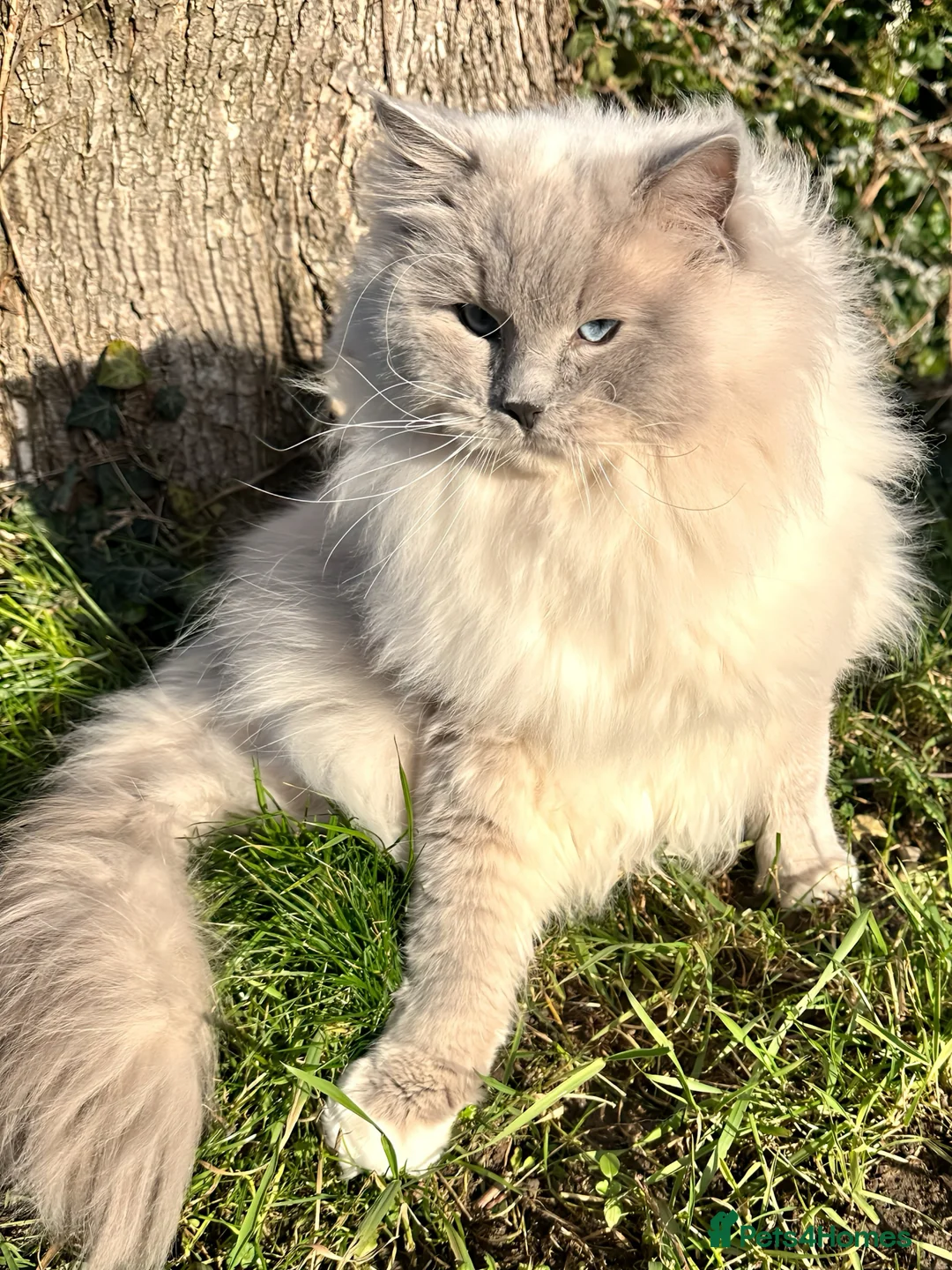 Ragdoll cats for stud: GCCF/TICA Ragdoll Stud available for mating TESTED - Advert 1