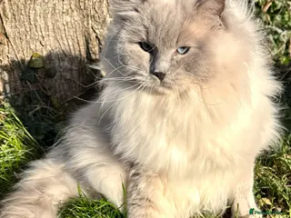 Ragdoll cats GCCF/TICA Ragdoll Stud available for mating TESTED - Advert 11